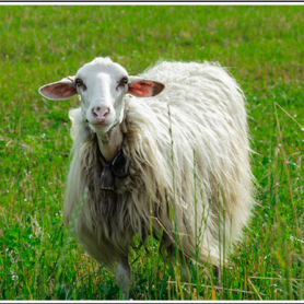 Sardinian breed